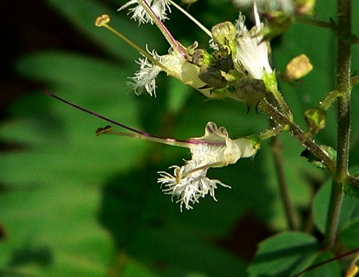{Collinsonia tuberosa}